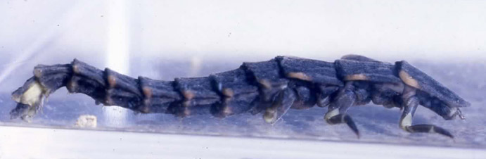 Larva di Lampyris noctiluca